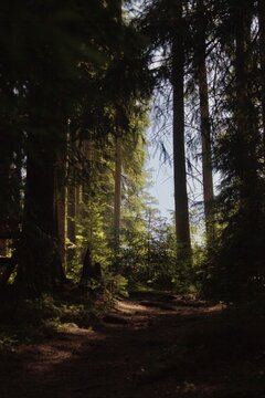 morning in the forest