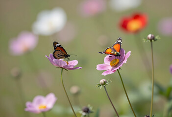 Fototapeta premium Biodiversity and ecosystem health, two monarch butterflies on pink cosmos flowers in a summer garden with soft natural light and blurred floral background