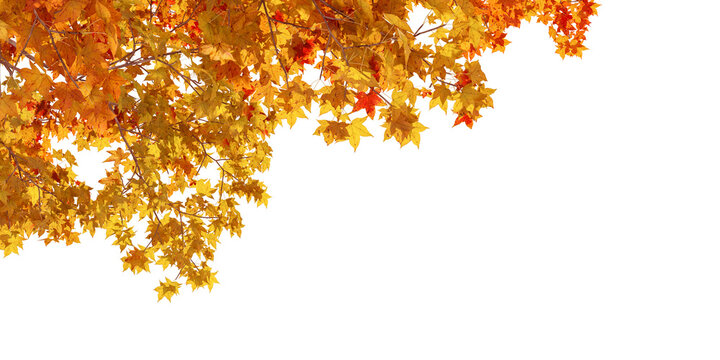 autumn leaves isolated on white