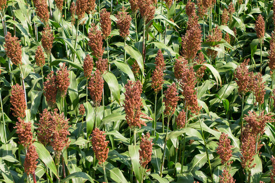 ripe sorghum grain Stalks field