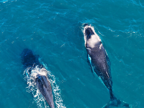Aerial view of two humpback whales swimming in the deep blue ocean near Snapper Rocks, Coolangatta, Queensland, Australia.