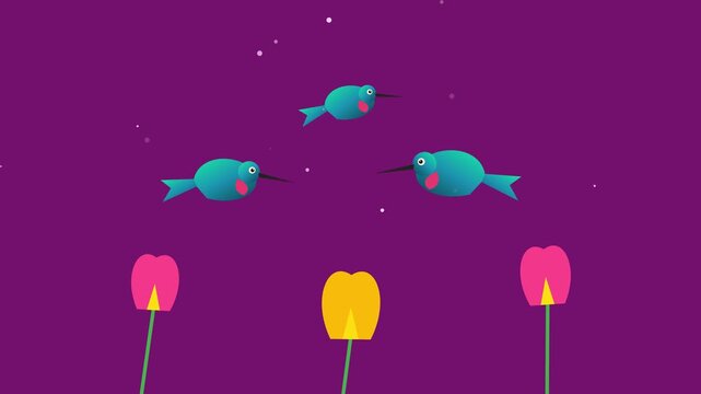 Cartoon hummingbirds flying around colorful tulip flowers, seamless loop animation. Tiny birds on purple background, flat 2D motion graphics spring garden