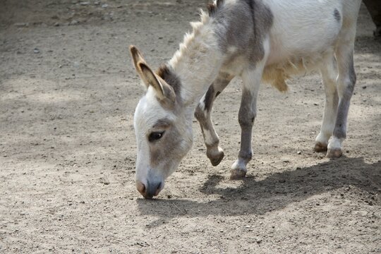 donkey on the farm
