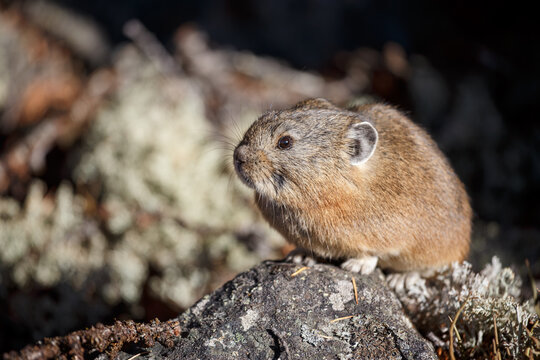 Northern pika (Ochotona hyperborea). A wild animal in its natural habitat. Portrait of a pika sitting on a rock. Close-up. Fauna of Siberia and the Russian Far East. Magadan Region. Autumn, September.