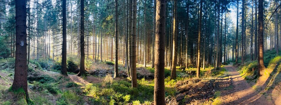 Panorama of a forest&mdash;conifers (spruce and pine) in a forest in the Ore Mountains of Central Germany