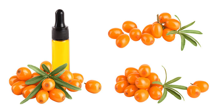 Sea buckthorn oil in a bottle. Fresh ripe berry with leaves isolated on white background macro