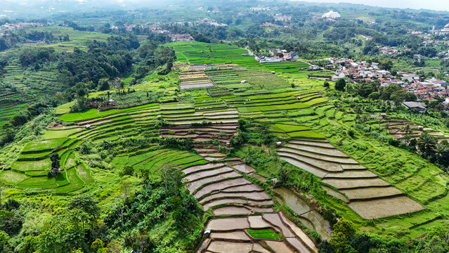 Aerial view of lush green rice terraces in Ngamprah, West Java, Indonesia.