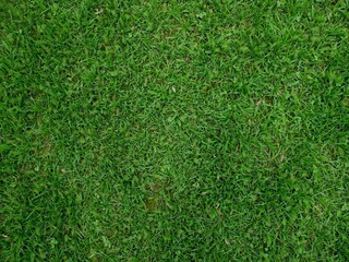 Fototapeta premium green grass background