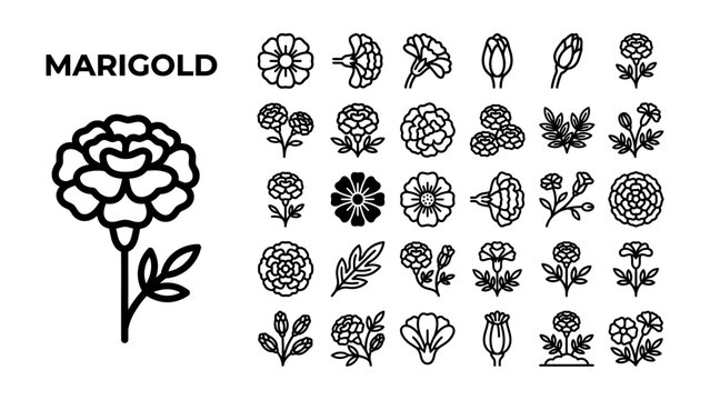 Marigold Icon Collection: A compilation of stylized line art icons representing the marigold flower in various forms and stages of bloom.