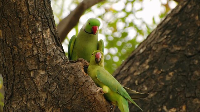 Pair of indian ringneck parakeets on a tree branch in a natural forest habitat in india