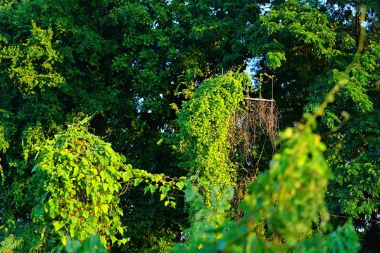 An old television aerial almost completely covered by lush green creeper plants and dense tropical vegetation, creating a contrast between outdated communication technology and vigorous natural growth