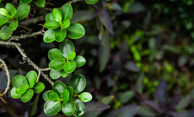 Lush tropical green leaves background, dark moody foliage texture pattern top view © Rangsarit