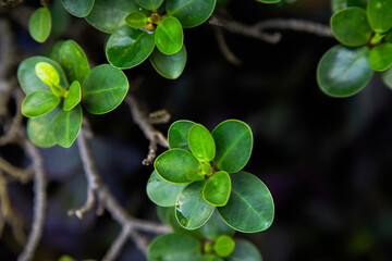 Lush tropical green leaves background, dark moody foliage texture pattern top view © Rangsarit