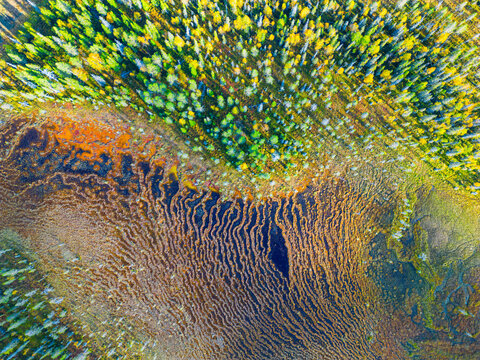 Aerial view of the Salla wilderness featuring vibrant autumn forests bordering a complex network of marshy wetlands and dark water pools Salla, Lapland, Finland.
