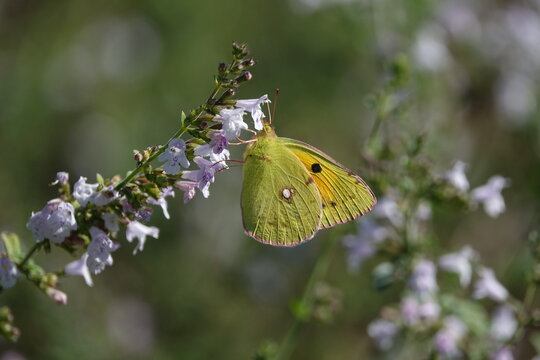 the beautiful clouded yellow butterfly (Colias croceus)