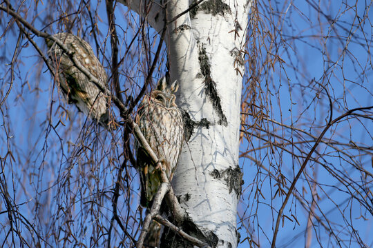 Long-eared Owl (Asio otus) roosting on a birch tree branch with feather tufts upright.