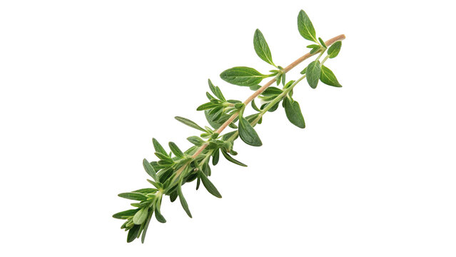 Fresh green thyme herb sprig detailed aromatic cooking ingredient isolated on transparent background