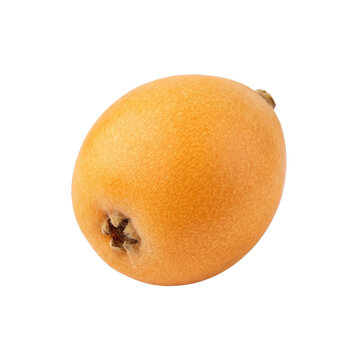 Single fresh loquat fruit on a transparent background