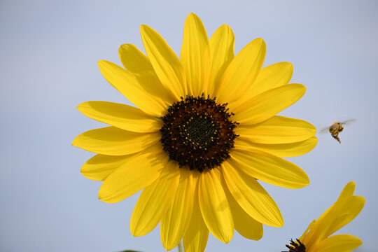 ひまわりの花
