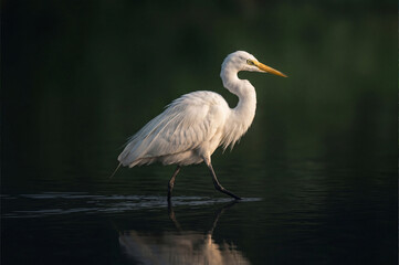 Herons in shallow water, herons seen in shallow waters, marshes, or rice paddies. Herons are the most representative birds of wetland ecosystems, preferring to hunt in shallow water.  © showins