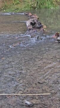 Calming rippling river water, babbling brook over stones, fall leaves in the autumn stream nature sounds.