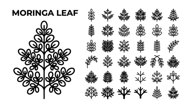 Moringa Leaf Icon Collection: A diverse array of moringa leaf icons and stylized illustrations, showcasing various leaf structures and branch patterns in a clean, graphic style.