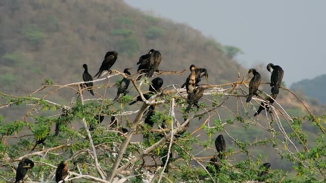 Colony of cormorants resting and preening on a green treetop in ranthambore national park, india