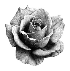 Naklejka premium PNG Intricate dotwork rose illustration in black and white.