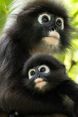 a mother and a child of dusky leaf monkey on the tree in Langkawi in Malaysia © Yoshi
