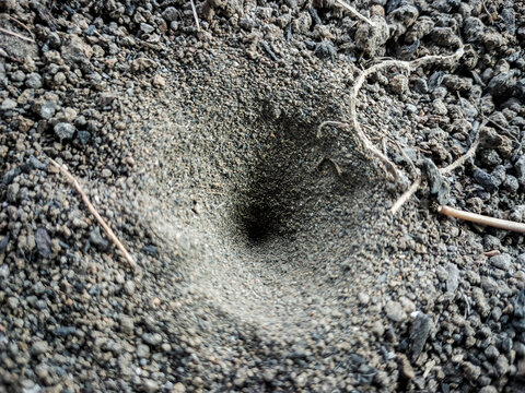 Conical Pit Trap of an Antlion Larva in Sandy Soil