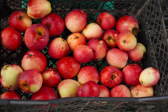 Freshly picked red organic apples in black mesh plastic crate with ventilation holes. Autumn harvest storage concept, eco homegrown fruit, air circulation for keeping apples fresh until winter.