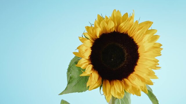 Sunflower blooms gently sways against blue background with copy space. Beautiful floral background for nature, agriculture, and summer concepts.