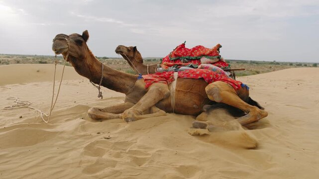 Camels with saddles on a sand dune in the thar desert, india, waiting for tourists