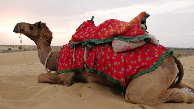 Camel with a traditional saddle on a sand dune in the thar desert in rajasthan india