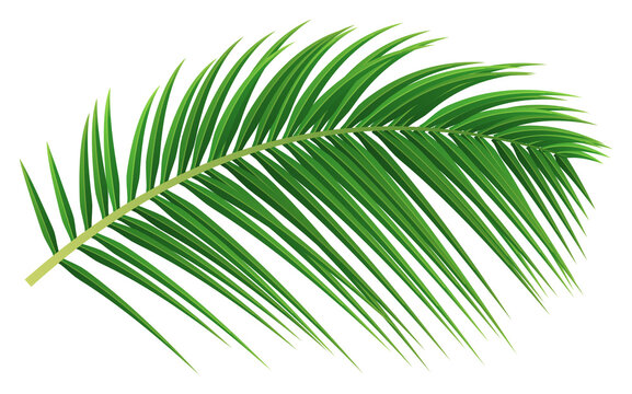 Single green coconut palm leaf