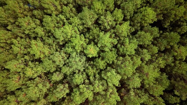 Rotating zoom of dense pine forest in Landes, France