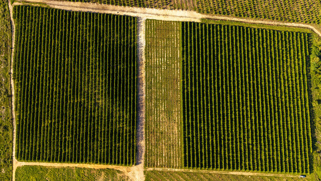 Aerial view of lush green grape vine orchards arranged in orderly rows across the landscape in Vyversrus, Western Cape, South Africa.