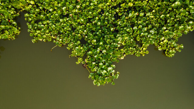 Aerial view of vibrant green water hyacinth plants floating on the surface of a calm river in Patikraja, Central Java, Indonesia.