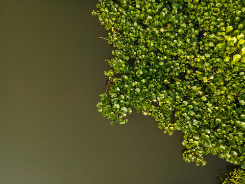 Aerial view of water hyacinth covering a portion of a calm river surface in Patikraja, Central Java, Indonesia.