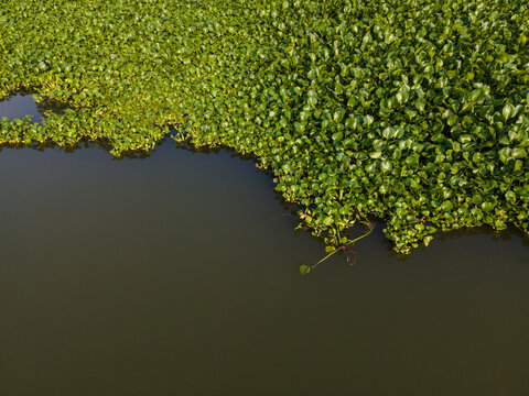 Aerial view of dense green water hyacinth plants floating on the surface of a river in Patikraja, Central Java, Indonesia.