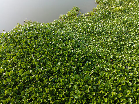 Aerial view of a dense carpet of green water hyacinth plants floating on the surface of a calm river in Patikraja, Central Java, Indonesia.