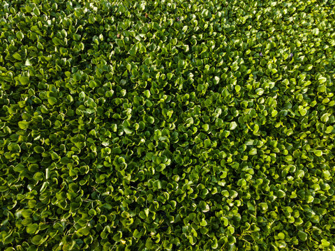 Aerial view of dense water hyacinth covering the water surface, Patikraja, Central Java, Indonesia.