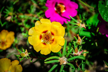 Yellow moss rose Portulaca grandiflora blooms among succulent leaves and bright pink flowers. Close-up garden scene. Useful for gardening, floral design and summer nature themes © Kate