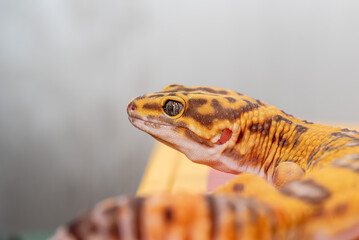 Side profile portrait of a young male Tangerine Tremper Albino leopard gecko (Eublepharis macularius) against a soft blurred background © Viktoriia