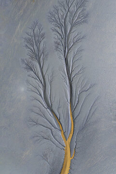Drone image of natural tree-like pattern carved into the mudflats over Qiantang River, China