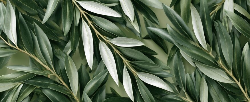 Olive leaf botanical pattern background for natural and minimalist design, green foliage texture for card poster packaging and surface decoration