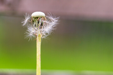 A close-up shot of a dandelion seed head, known as a blowball, standing prominently against a soft, blurred background, that has mostly lost its fluffy white seed parachutes on a hollow green stem.  © Jacek