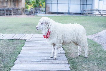 Full body portrait of a cute white sheep wearing a festive red collar standing on a rustic wooden walkway in an outdoor farm setting with green grass during a bright sunny day, domestic animal. © maemodnit13