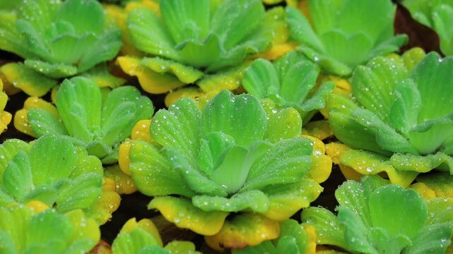 A close-up of Water Lettuce (Pistia stratiotes) floating on the water's surface, showing its velvety light-green leaves arranged in a rosette formation