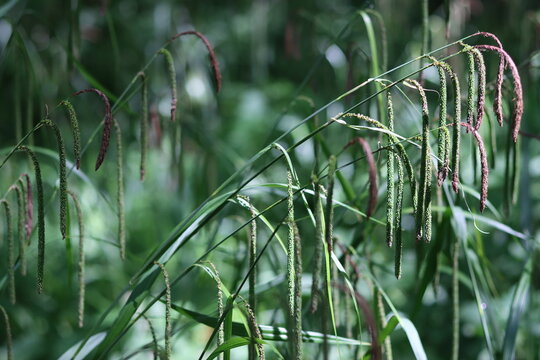 Pendulous sedge or carex pendula drooping flower spikes